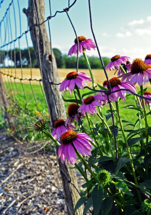 coneflowers and fence