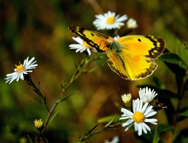 yellow butterfly 2