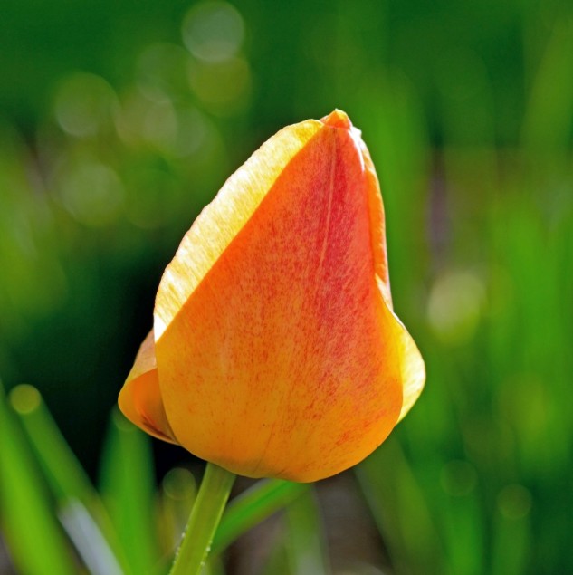 blood orange tulip 2